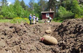 Sette poteter på Basolstua