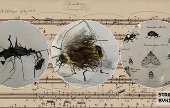 Insekter i musikkhistorien
