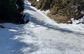 Enda ligger snø og is i løypene men tørt inne i skogen