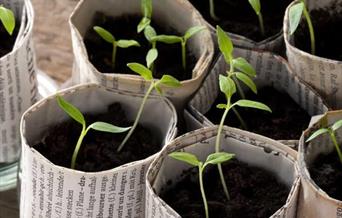 Plante