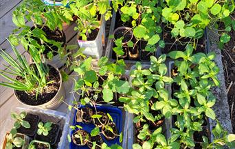 Planter til loppemarkedet