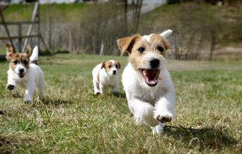 Hundepark, utstyrsbutikk, kurs, lokaler til leie