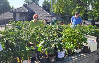 En hel tilhenger med tomatplanter, agurker, squash, paprika mm