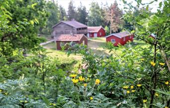 Slåttefest på Friluftsmuseet