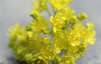 Lønneblomst