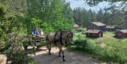 Med hest og vogn i marka