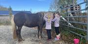 Pynting av hest