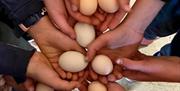 Eggsamling