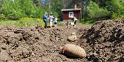 Sette poteter på Basolstua