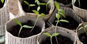 Plante