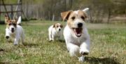 Hundepark, utstyrsbutikk, kurs, lokaler til leie