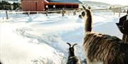 Lama og geit