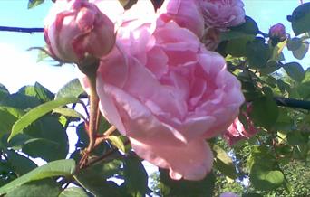 Roser i full blomst