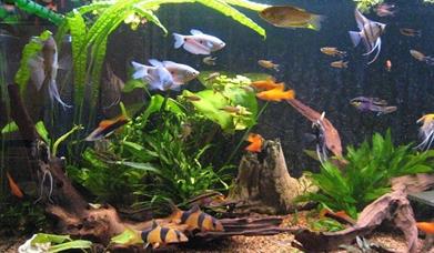 Akvarium med fisker